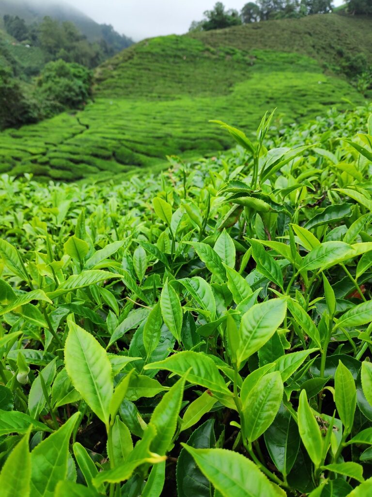assam-tea-garden2