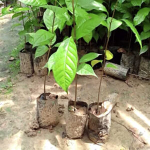 Organic Assam Tea Plants for Sale | Rs.15.00/- Per Plant (Min. Order 100 Peices)